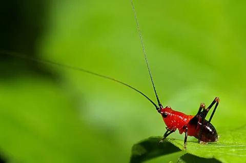 Grasshopper larva Stock Photos