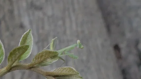 Grasshopper larvae on green leaf. Stock Footage 113704126