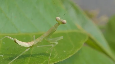 Grasshopper larvae on green leaf. Stock Footage 113704129
