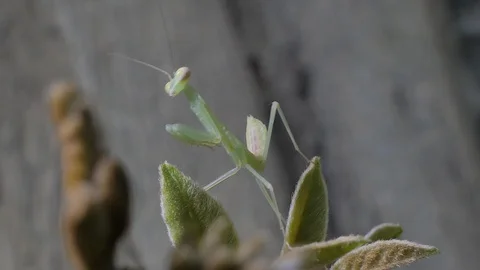 Grasshopper larvae on green leaf. 库存影片 113704154