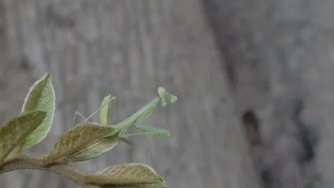Grasshopper larvae on green leaf. Stock Footage 113704166