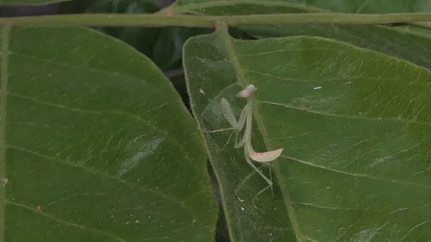 Grasshopper larvae on green leaf. Stock Footage 113704228