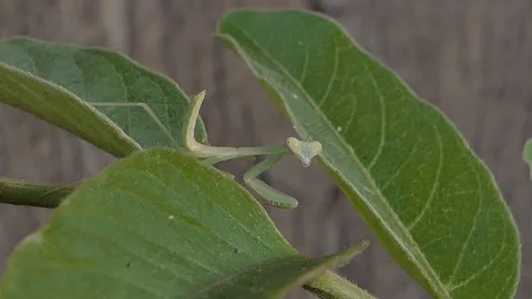 Grasshopper larvae on green leaf. Stock Footage 113704237