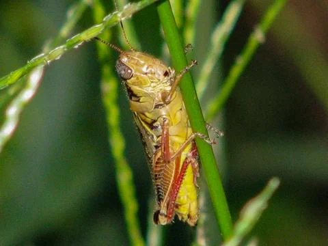 Grasshopper-in-late-summertime Stock Photos