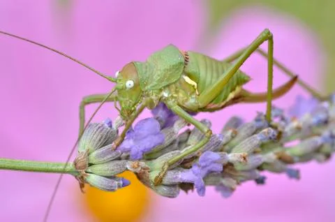 Grasshopper on lavender flower Stock Photos