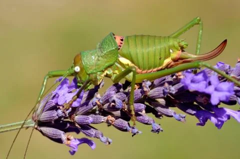 Grasshopper on lavender flower Stock Photos