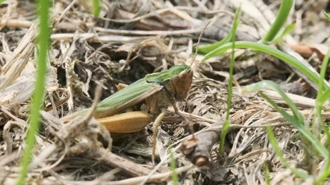 Grasshopper laying eggs in the ground 스톡 동영상 114009924