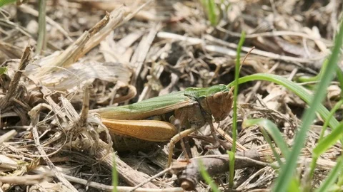 Grasshopper laying eggs in the ground 스톡 동영상 114011359