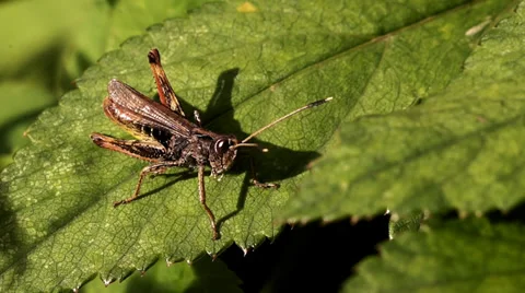 Grasshopper on a leaf 1 Stock Footage 29520086