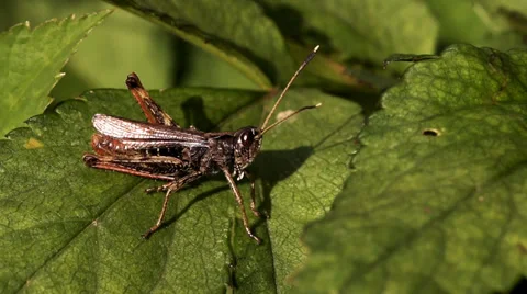 Grasshopper on a leaf 2 Stock Footage 29521371