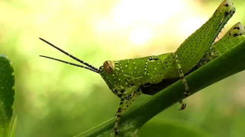 Grasshopper is on the leaf. 4k video Stock Footage 81610933