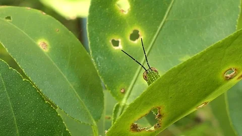 Grasshopper is on the leaf. 4k video Stock Footage 81612920