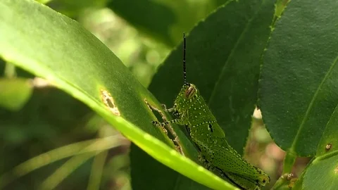 Grasshopper is on the leaf. 4k video Stock Footage 81614841