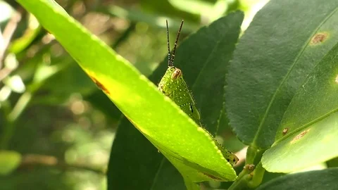 Grasshopper is on the leaf. 4k video Stock Footage 81619284