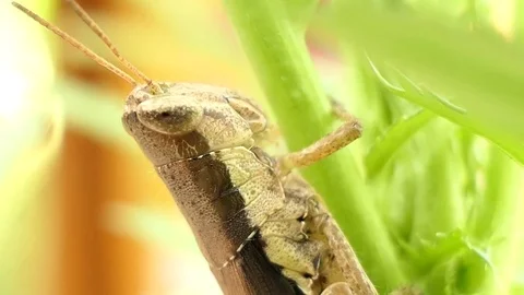 Grasshopper is on the leaf. 4k video Stock Footage 81622961