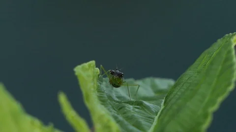 Grasshopper is on the leaf. 4k video Video stock 92411195