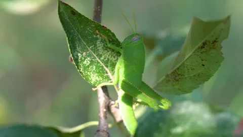 Grasshopper on a leaf, by01 Stock Footage 137021004