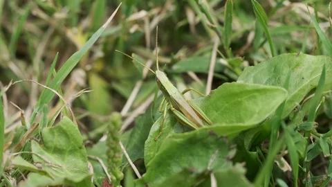 Grasshopper on a leaf chirping and jumping away Video stock 113854221