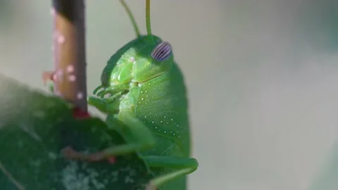 Grasshopper on a leaf, close up, by01 Video stock 137021062