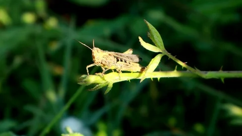 Grasshopper on a leaf close up Stock Footage 112127169