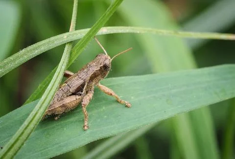 Grasshopper on leaf, Close up macro view Stock Photos