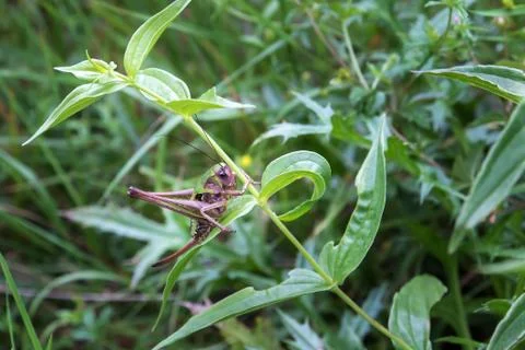 Grasshopper on a leaf. Close up. Stock Photos