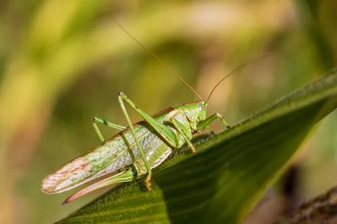 Grasshopper on a leaf - Close-up view of the great green bush cricket a corn Stock Photos