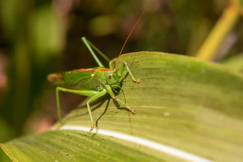 Grasshopper on a leaf - Close-up view of the great green bush cricket a leaf Stock Photos