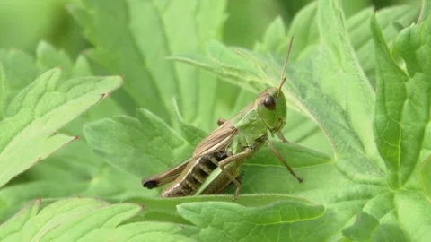 Grasshopper on a leaf (closeup) Stock Footage 279136682