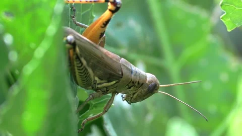 Grasshopper on a leaf closeup view from behid jumps away Stock Footage 132583746