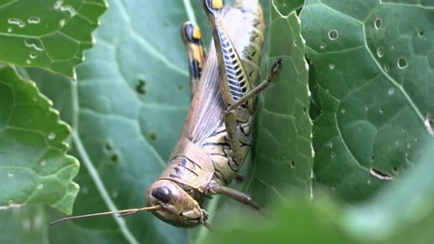 Grasshopper on a leaf closeup view full body Stock Footage 132583764