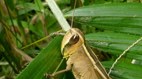 Grasshopper on the leaf. Stock-Footage 53345459