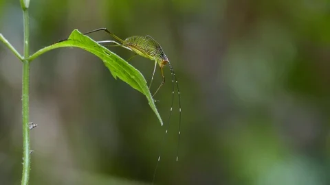 Grasshopper on the leaf. Stock Footage 74583523