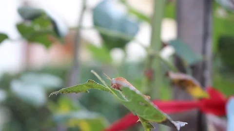 Grasshopper on a leaf Stock Footage 78750018