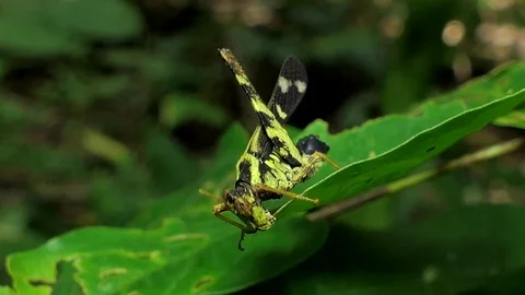 Grasshopper on the leaf Stock Footage 78757400