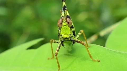 Grasshopper on the leaf. Stock Footage 78757732