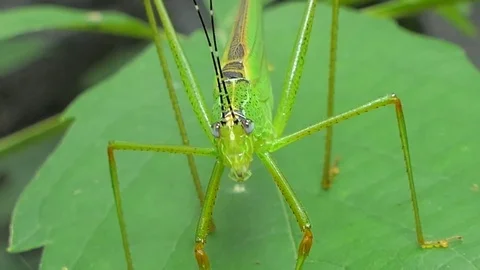 Grasshopper on the leaf. Stock Footage 78770077