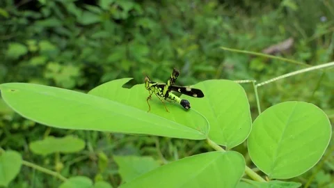 Grasshopper on the leaf Stock-Footage 79028602