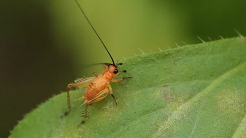 Grasshopper on a leaf. Stock Footage 97374283
