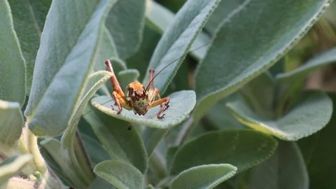 Grasshopper on a leaf Stock Footage 111305447