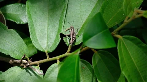 Grasshopper on the leaf Video stock 134630709