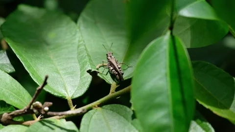 Grasshopper on the leaf Video stock 134630745