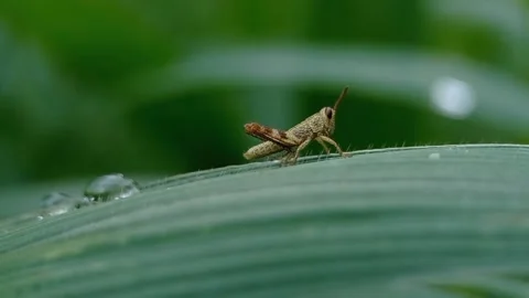 Grasshopper on leaf Vidéo 218990037