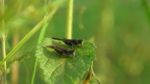 Grasshopper On The Leaf Video stock 232404399