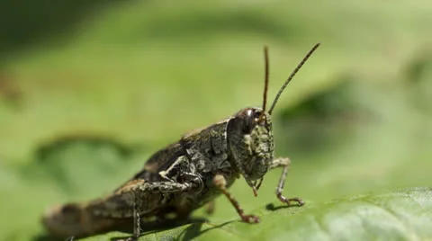 Grasshopper on leaf macro. Stock Footage 22714068