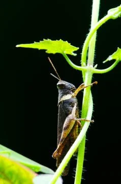 Grasshopper on the leaf. Stock Photos