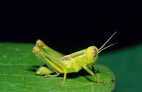 Grasshopper on leaf Fotos Stock