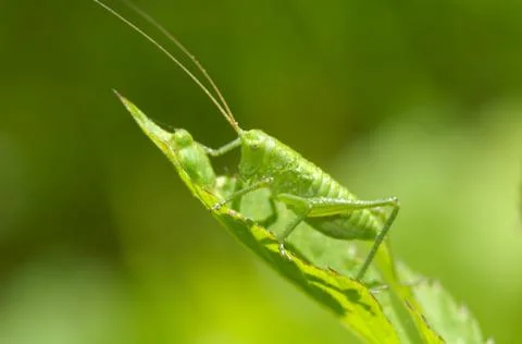 Grasshopper on the leaf Foto stock