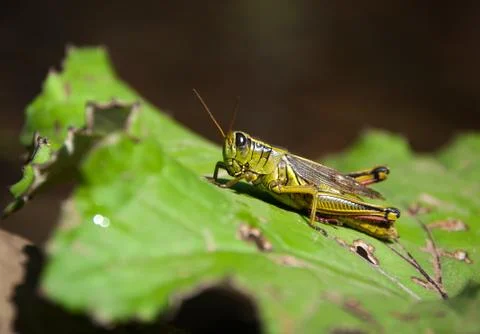 Grasshopper on Leaf 스톡 사진