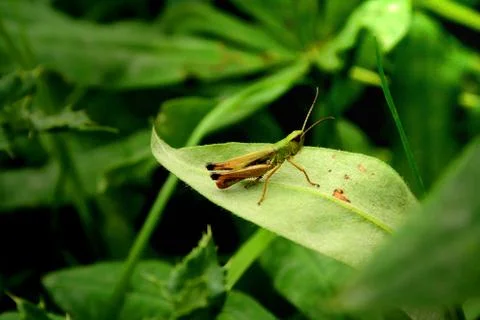 Grasshopper on a leaf Stock Photos